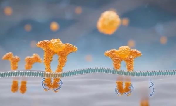 Механизм действия нинтеданиба